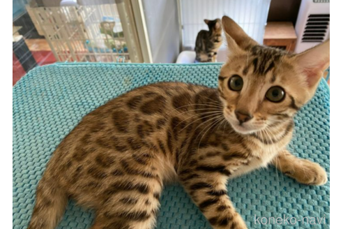 販売中のベンガルの親猫